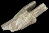Partial Theropod Caudal (Tail) Vertebra - Montana #103752-1